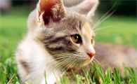 猫咪绝育期间饮食要做出哪些调整呢？