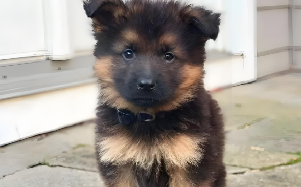德牧犬幼犬狗粮有哪些推荐的品牌?乐顿狗粮助力德牧茁壮成长 德牧犬幼犬狗粮有哪些推荐的品牌?乐顿狗粮助力德牧茁壮成长