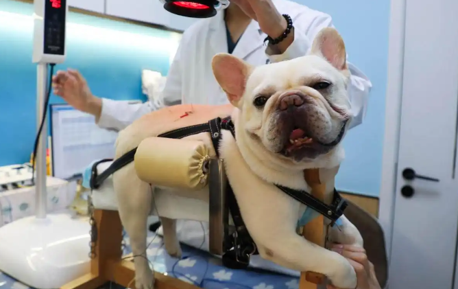 中兽医门诊兴起：针灸疗法助力宠物康复