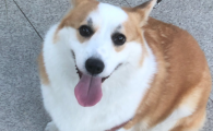 狗患狂犬病能活多长时间