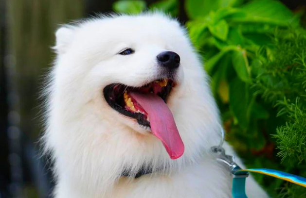 狗狗为什么咬自己的脚 狗狗为什么咬自己的脚