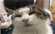 猫咪肝炎怎么办