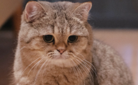 猫尾巴骨折会自愈吗
