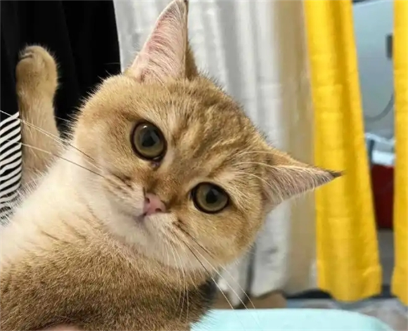 宠物猫四个月开始发情了吗