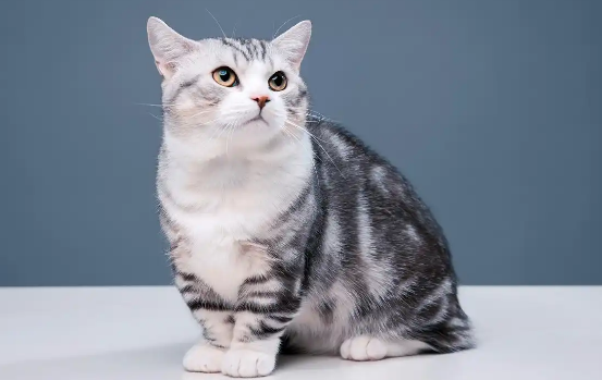 猫咪软便和换粮有关系吗