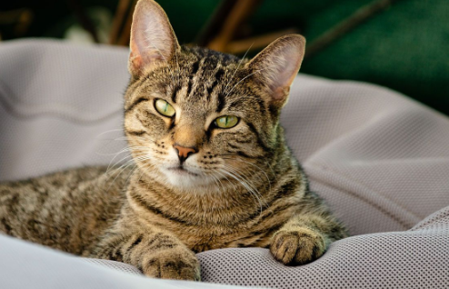 猫咪耳螨会引发中耳炎等并发症吗? 猫咪耳螨会引发中耳炎等并发症吗?