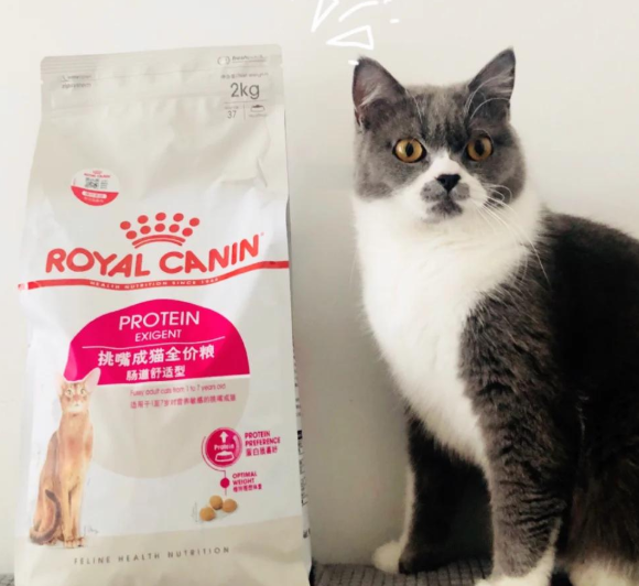 挑食猫咪猫粮推荐哪款?皇家挑嘴猫粮满足挑剔味蕾 挑食猫咪猫粮推荐哪款?皇家挑嘴猫粮满足挑剔味蕾