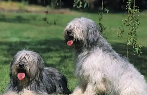 伯瑞犬几个月成年?生长发育全阶段解析 伯瑞犬几个月成年?生长发育全阶段解析