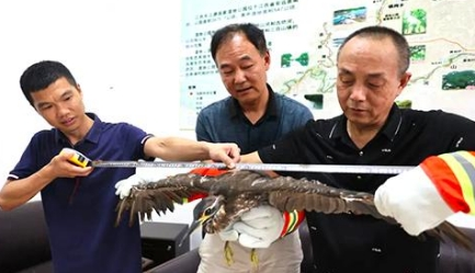 安远快递小哥救下“神秘怪鸟”,竟是国家一级保护动物 安远快递小哥救下“神秘怪鸟”,竟是国家一级保护动物