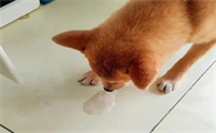 家里狗吐白沫不进食没精神