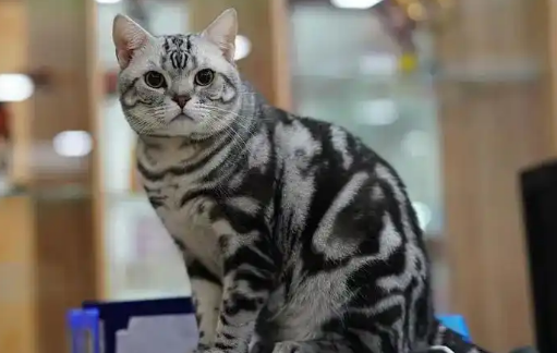母猫绝育手术大概要花费多长时间？