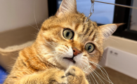 猫伤心的时候是什么样子的