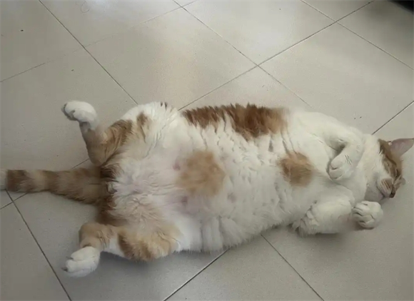 猫咪换了新环境不吃东西怎么办啊