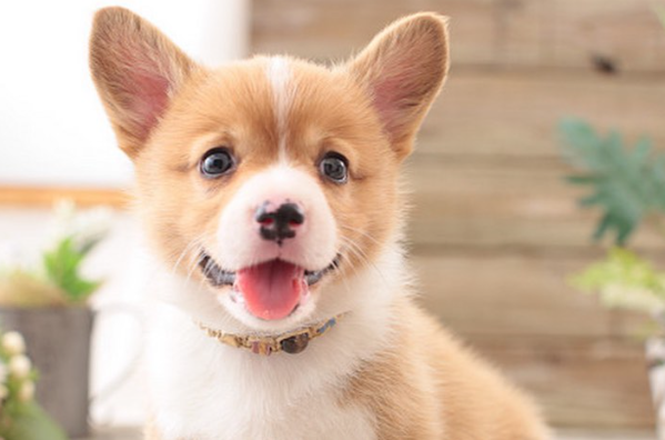 二十几天小狗后腿无力 二十几天小狗后腿无力