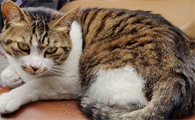 猫咪抗原检测前要禁食禁水吗?