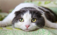 猫传腹是什么样的症状