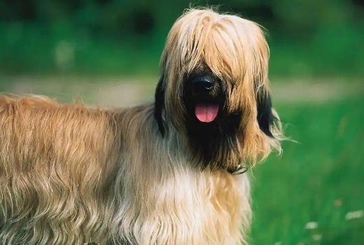 伯瑞犬能听懂指令吗?答案在这里! 伯瑞犬能听懂指令吗?答案在这里!