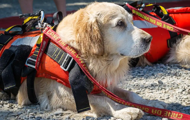 贵州洪水现宠物专属物资点:文明救灾的温情实践 贵州洪水现宠物专属物资点:文明救灾的温情实践