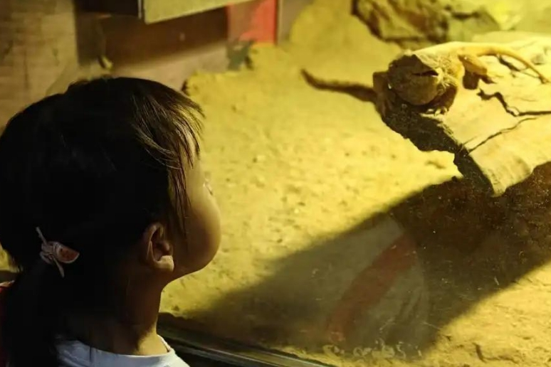 广州动物园首推“海陆空一夜营”,揭秘你没见过的动物王国 广州动物园首推“海陆空一夜营”,揭秘你没见过的动物王国