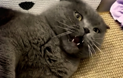 猫一般会得什么要命的病 猫一般会得什么要命的病