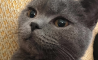 猫吃头发会缠绕肠道吗