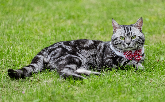 男子训练宠物猫玩滑板,成功挑战吉尼斯世界纪录 男子训练宠物猫玩滑板,成功挑战吉尼斯世界纪录