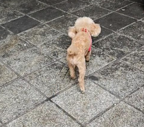 泰迪为了讨吃的,竟然装瘫痪在地上来回爬! 泰迪为了讨吃的,竟然装瘫痪在地上来回爬!