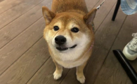 狗狗产后奶结硬块怎么办