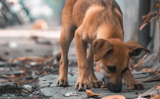 贵阳实施全生命周期养犬管理：电子标识破解治理难题