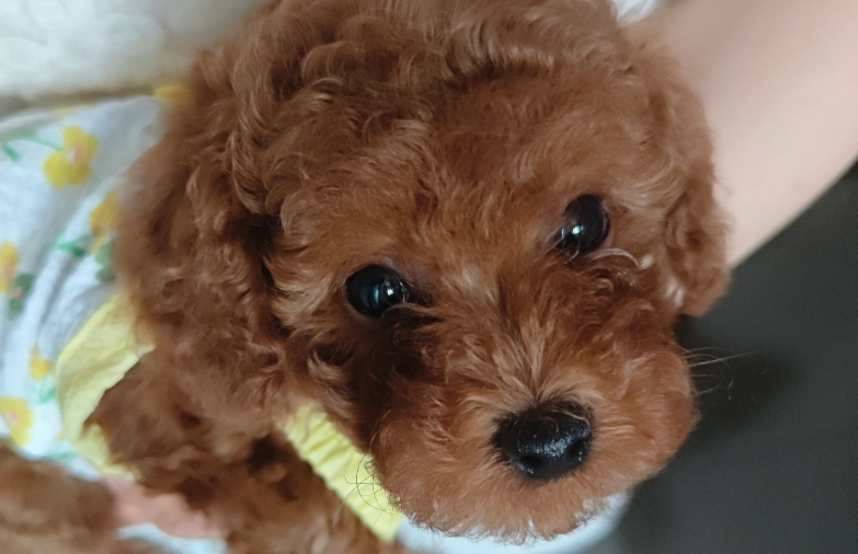 狗狗下面肿大流血什么原因