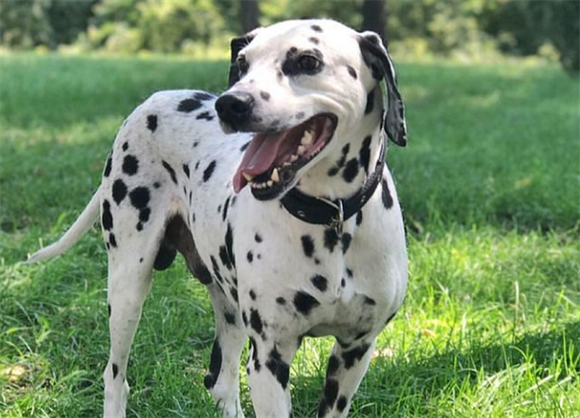 宠蓓萌小知识:大麦町犬(斑点狗)好养吗? 宠蓓萌小知识:大麦町犬(斑点狗)好养吗?