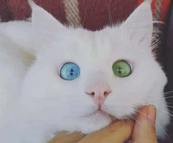 异瞳猫,只用一双眼睛就可以打动人 异瞳猫,只用一双眼睛就可以打动人