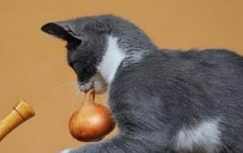 猫可以吃洋葱吗 猫可以吃洋葱吗