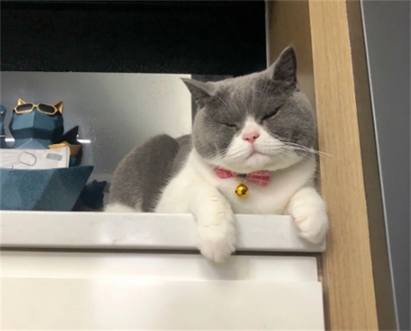 宠物猫咪晕车抱在怀里会好点吗
