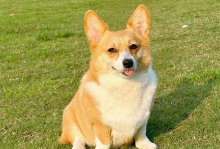 狗狗长癣怎么治疗