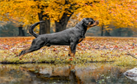 卡斯罗犬与罗威纳犬:护卫犬的特质与对比分析