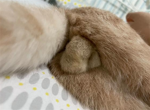 猫咪大便后肛门不干净黄色粘液
