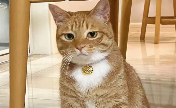猫咪为什么营养不良 猫咪为什么营养不良