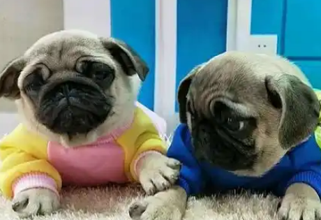 巴哥犬的5大优点,怪不得这么多人养! 巴哥犬的5大优点,怪不得这么多人养!