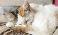 猫睡觉打呼噜是健康的表现吗