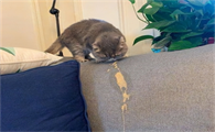 猫声音沙哑又呕吐怎么回事