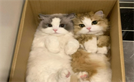 猫大便拉出像鼻涕的东西是怎么了
