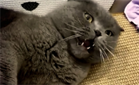 猫一般会得什么要命的病
