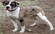 世界十大最称职最勇敢的护卫犬，堪比警犬