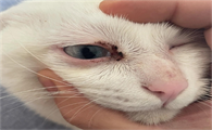 猫咪眼睛周围泛红是什么原因