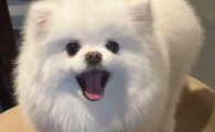 狗狗大腿根温度多少正常