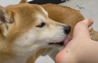 狗狗舔主人手脚是什么意思