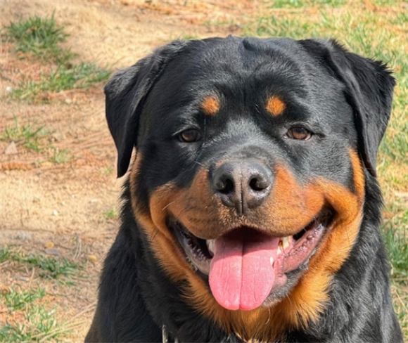 罗威纳犬的复仇，世界上最具有勇气和力量的犬种