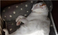 猫咪快生产的前兆是什么