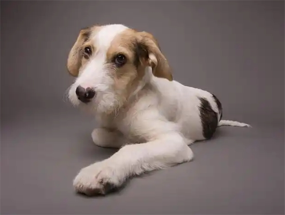 宠物狗狗眼角红正常吗？